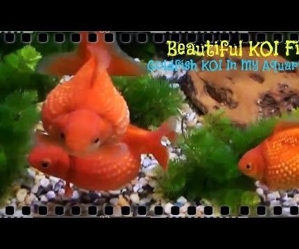 Beautiful Goldfish KOI