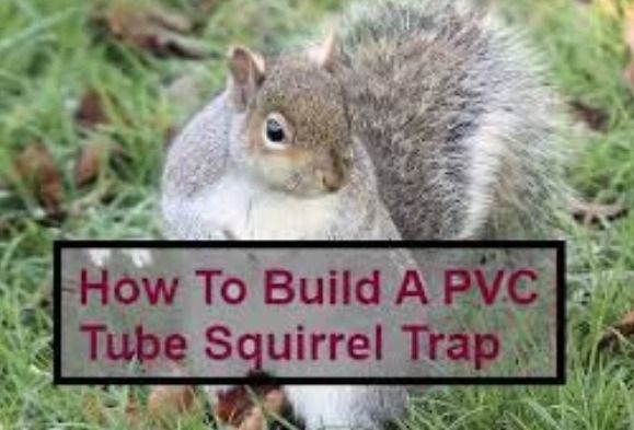 Squirrel Trap