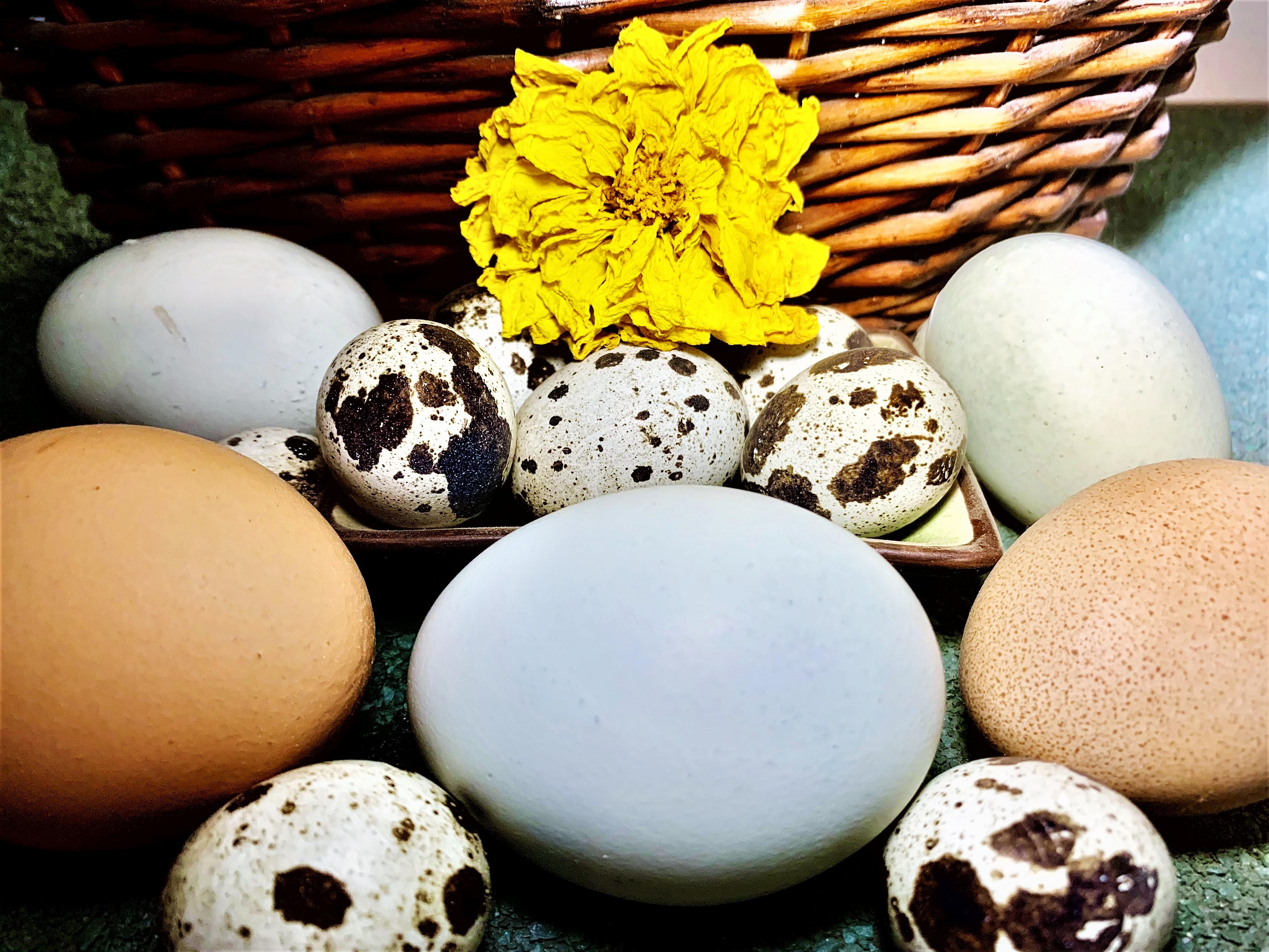 How to Check If Your Eggs Are Fresh 3 Steps Instructables