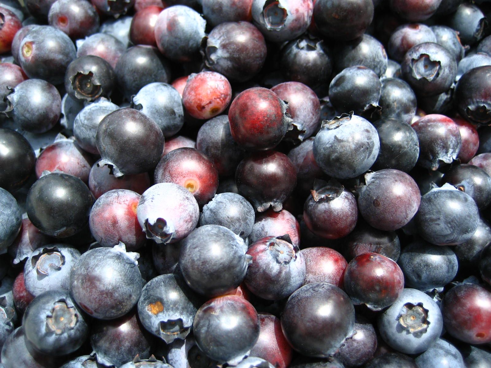 How to Freeze Blueberries
