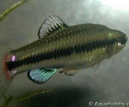 Lucania Goodei Bluefin Killifish, Florida Bluefin Dace