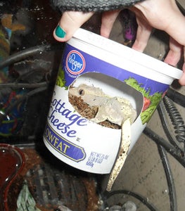 Happy Healthy Geckos!