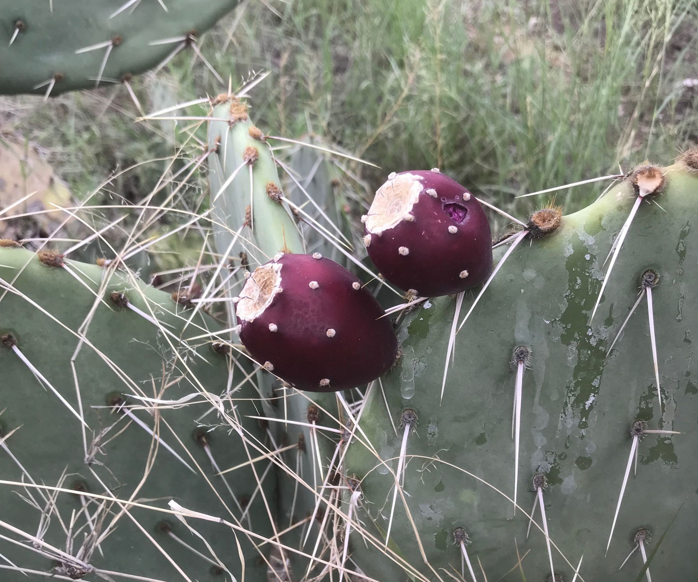 Prickly Pear Syrup