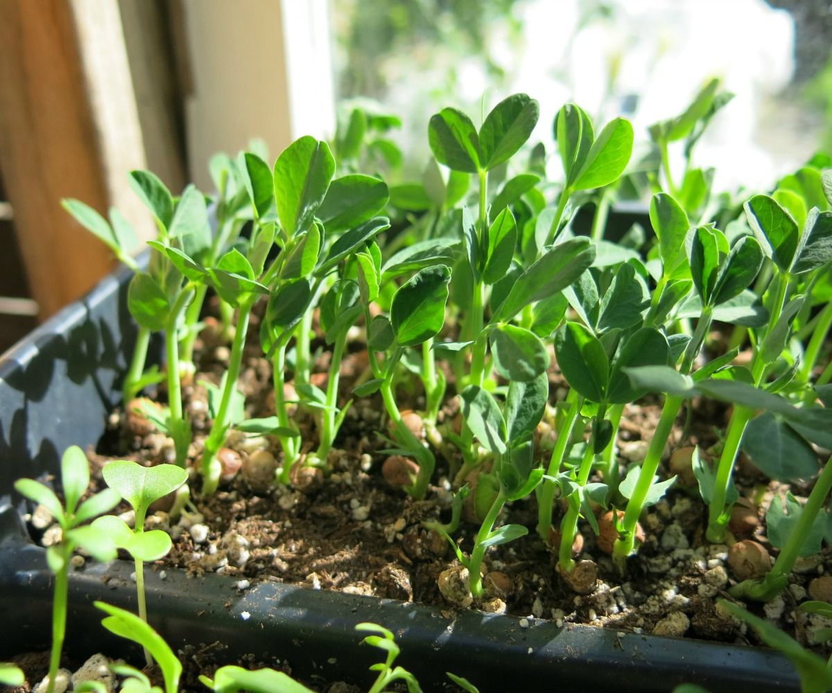 Grow Seedlings