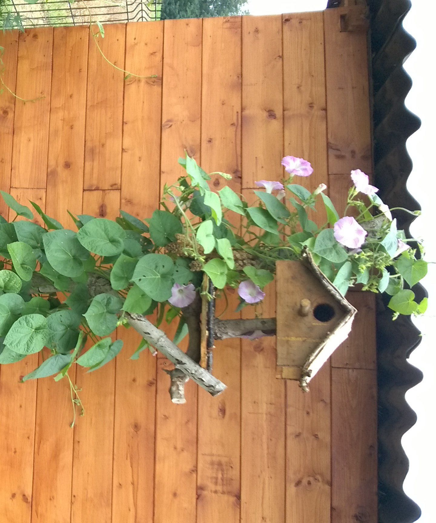 Birdhouse Plant Climber
