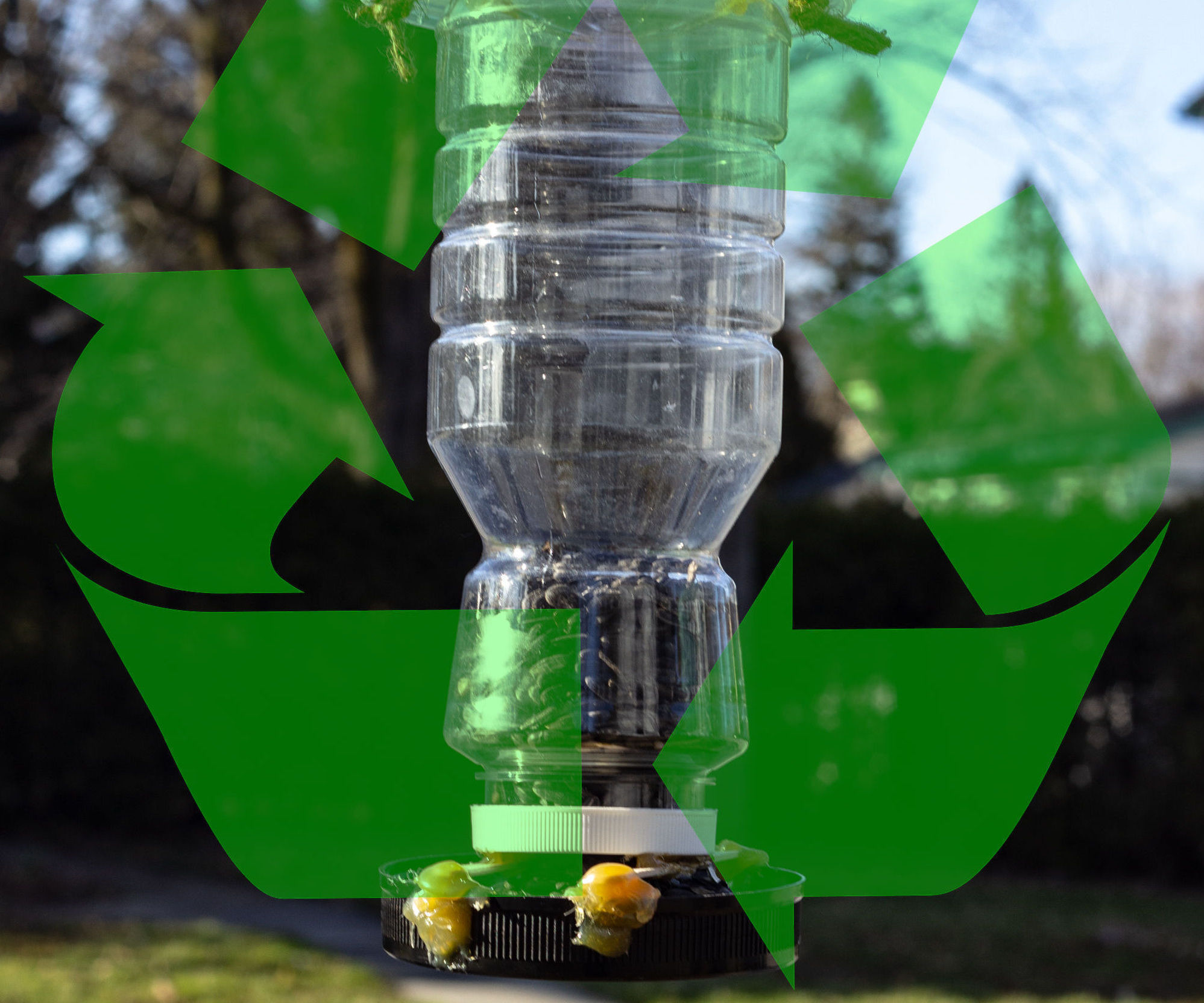 How to Make a Recycled Bird Feeder and Use It to Hand-Feed Birds