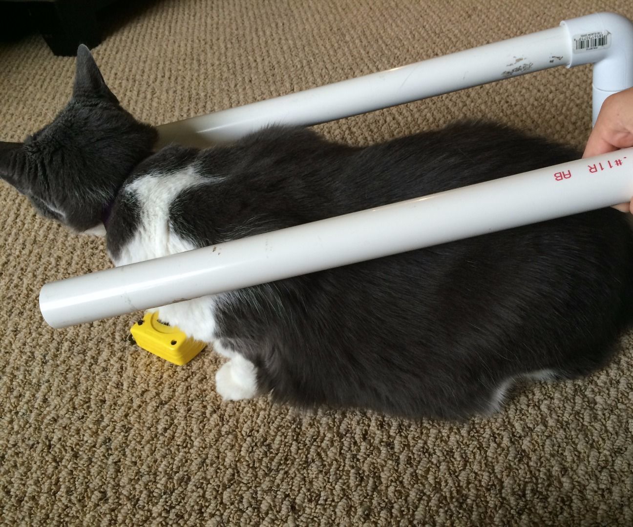 How to Make a Cat Wheelchair