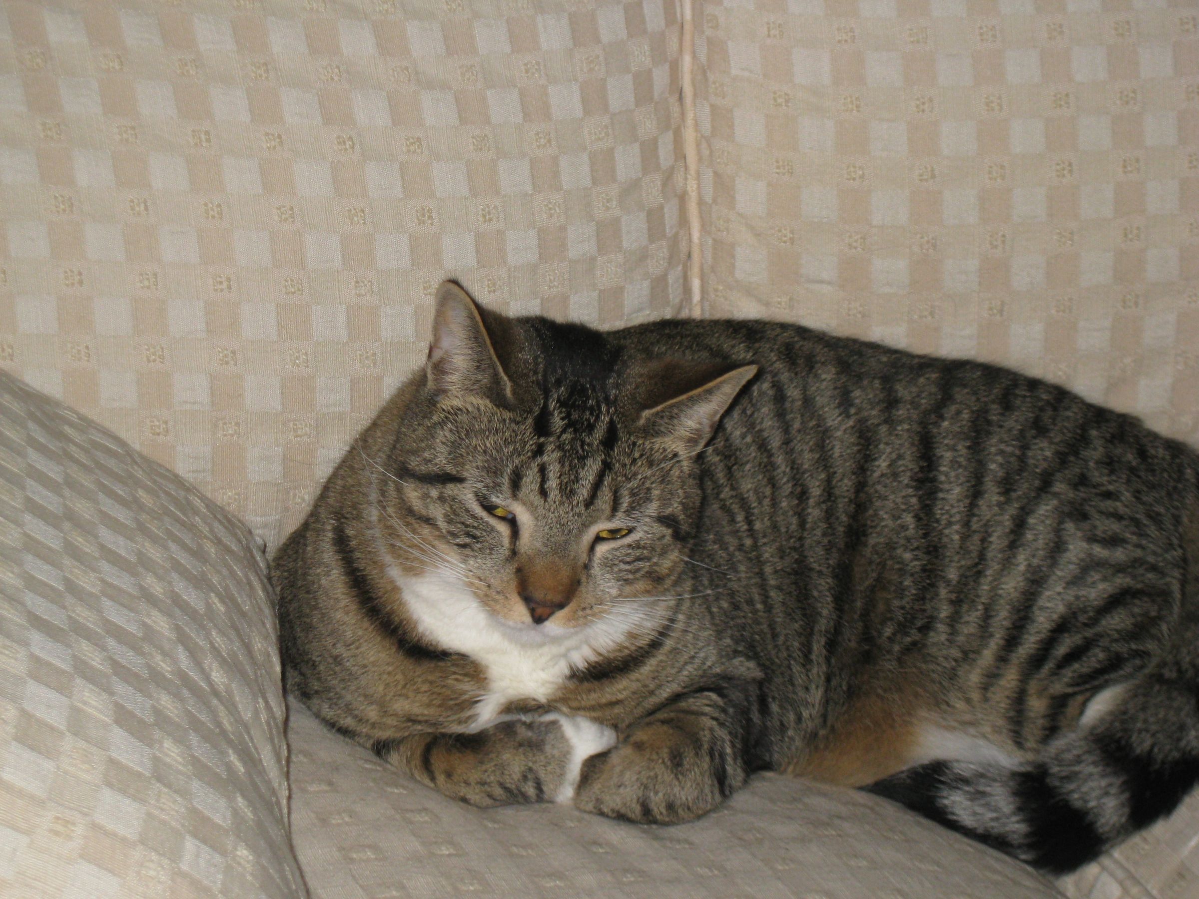 How to Humainly Medicate your Cat