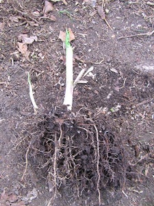 dividing hostas in the spring