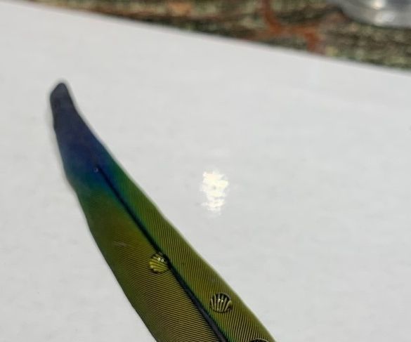 Waterproof Bird Feathers