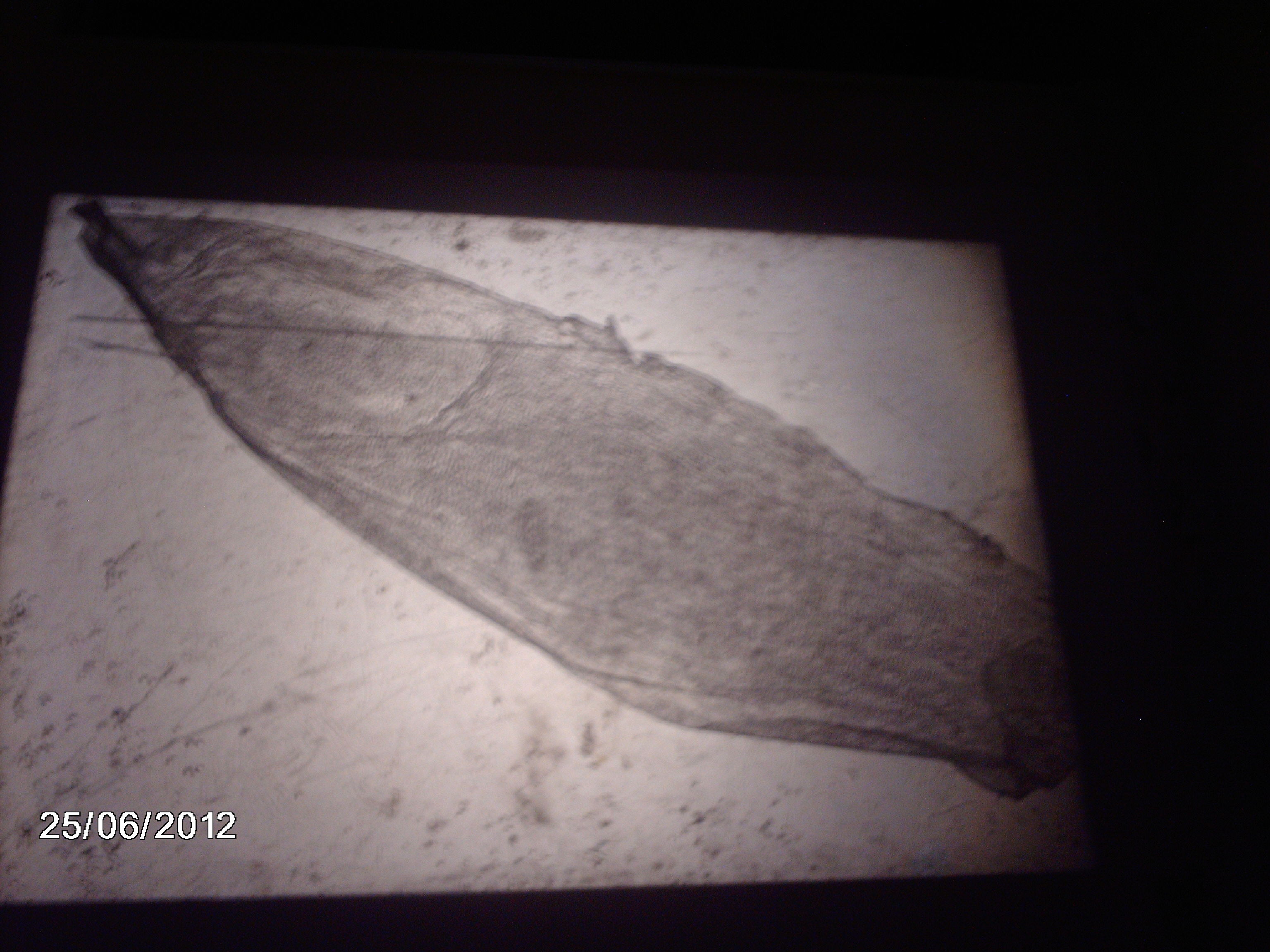 Slide Projector Microscope