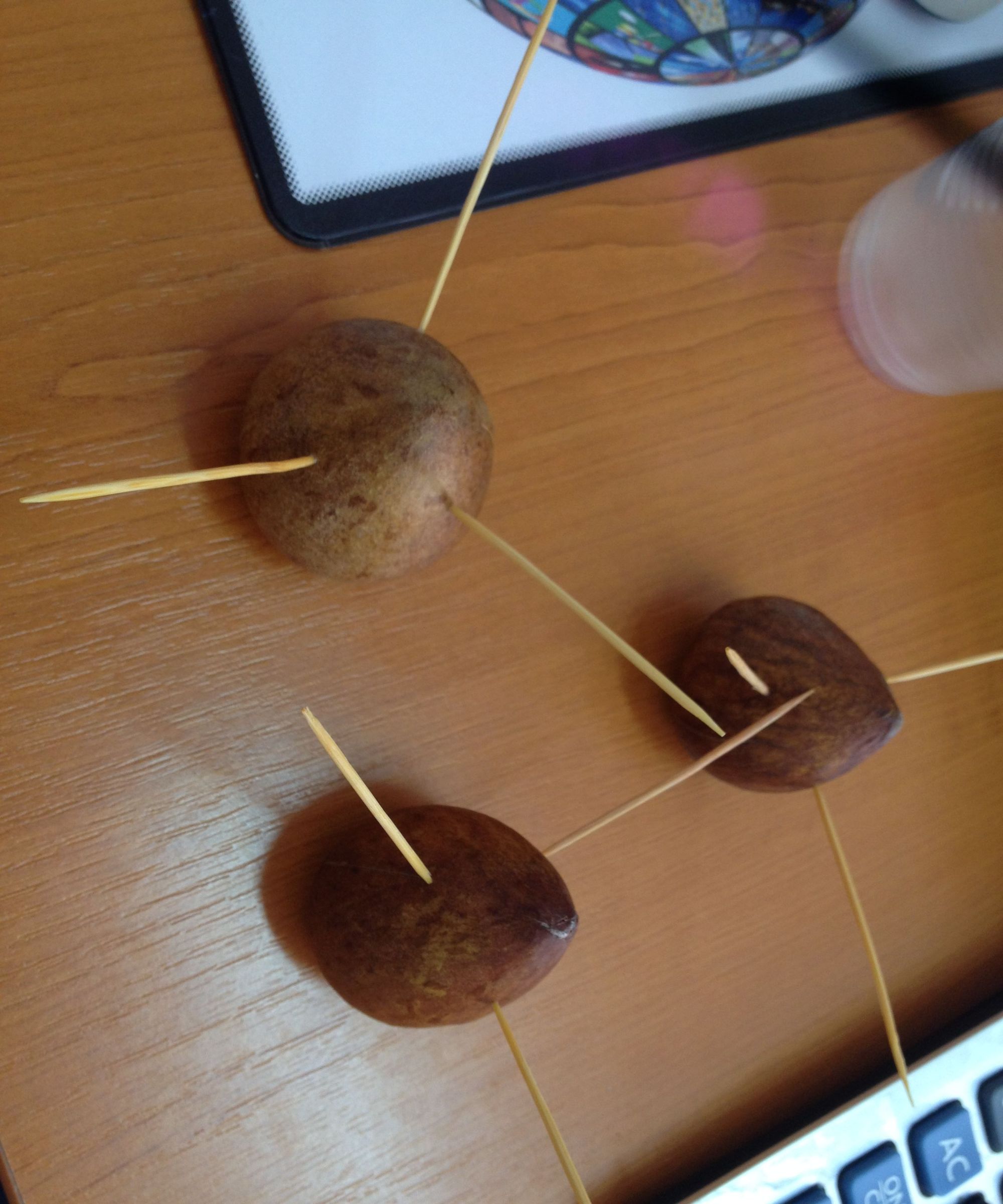 Grow Avocado Tree