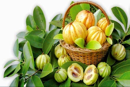  Garcinia Cambogia Free Trial