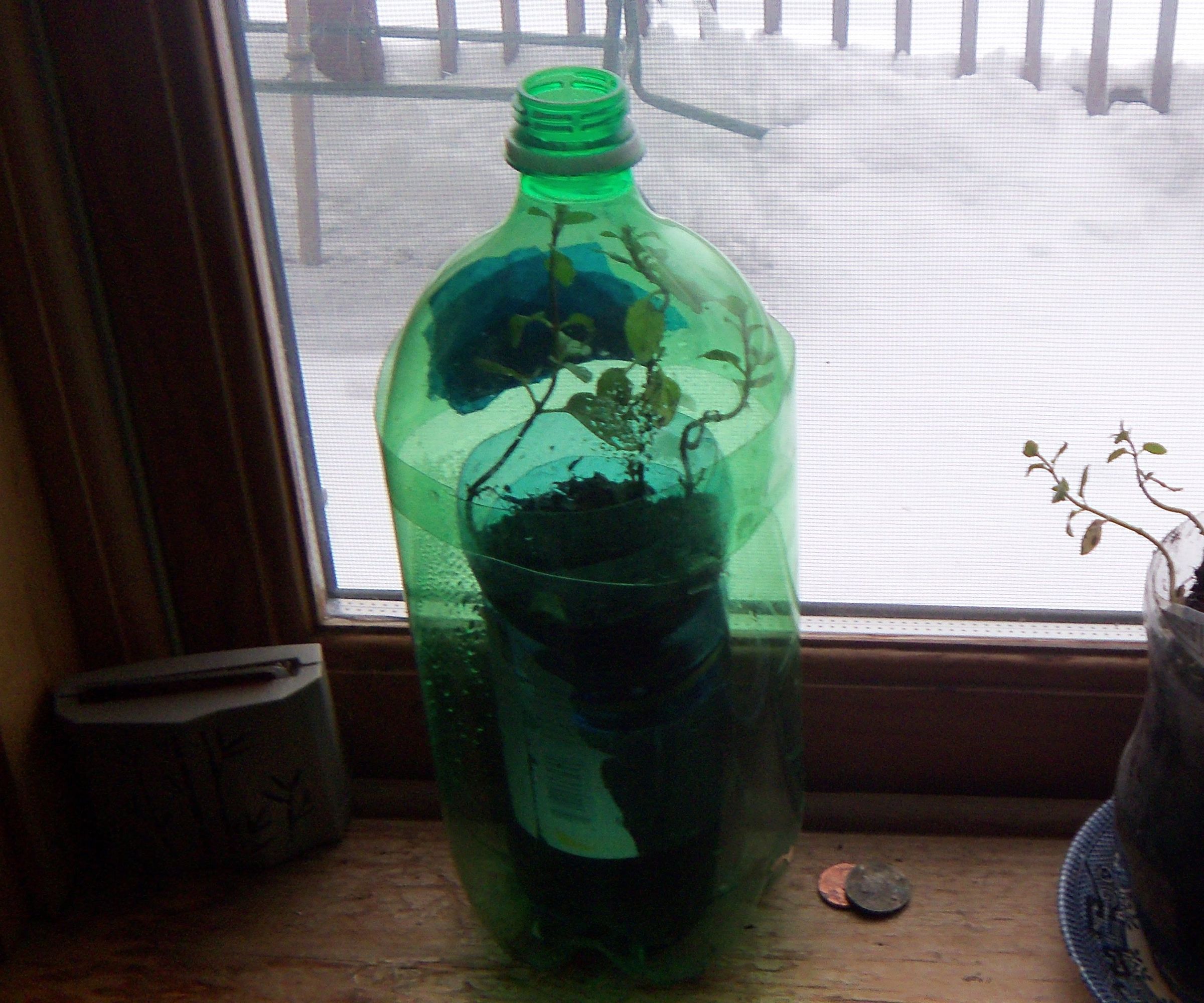 Cheap Easy Indoor Plants