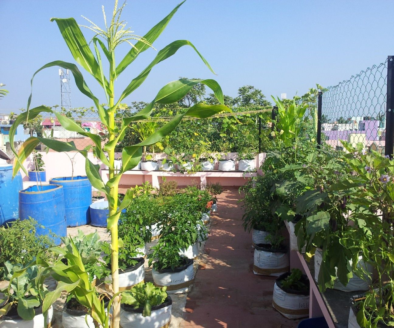 Roof Gardening