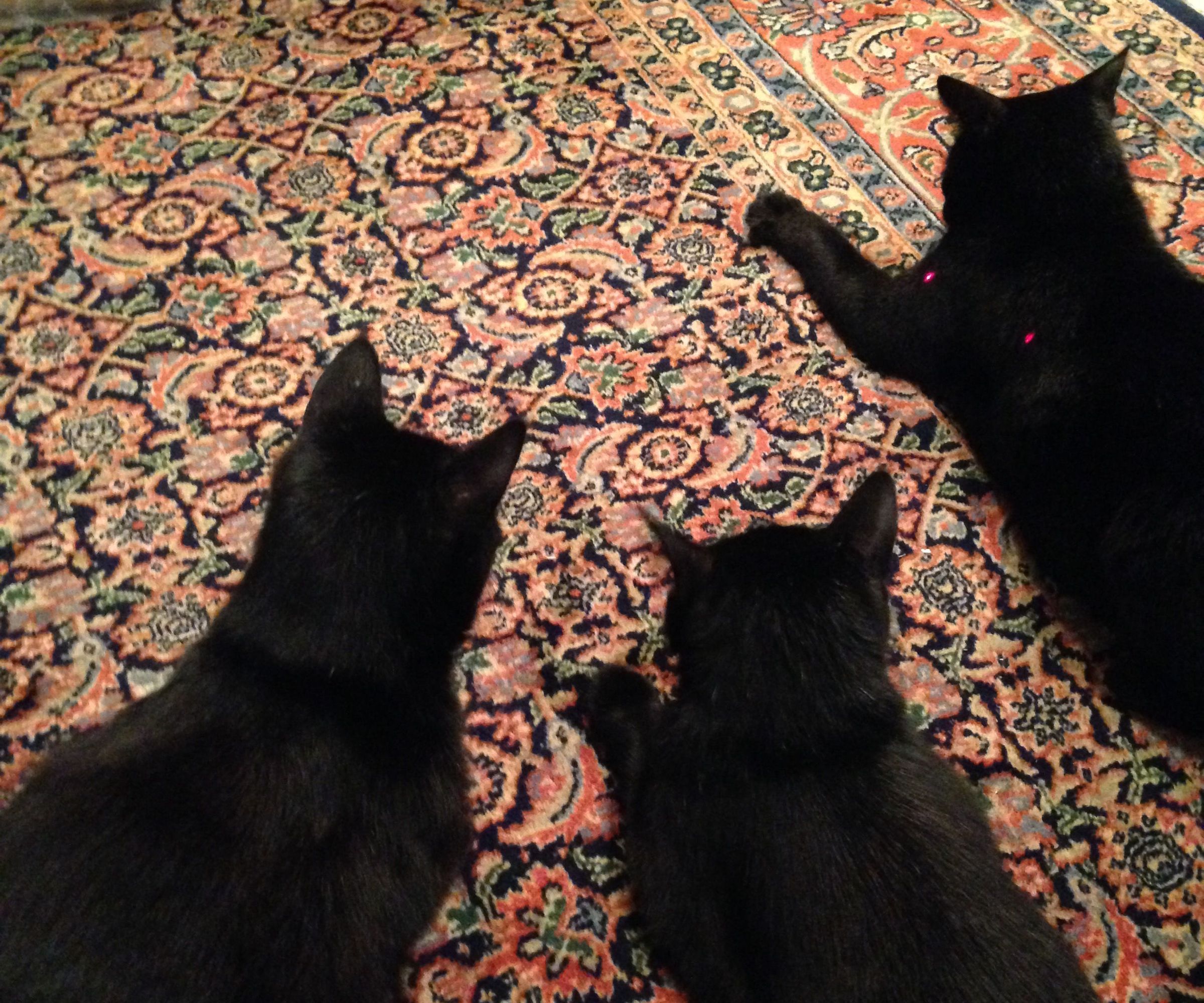 Dual Laser Pointer Cat Toy