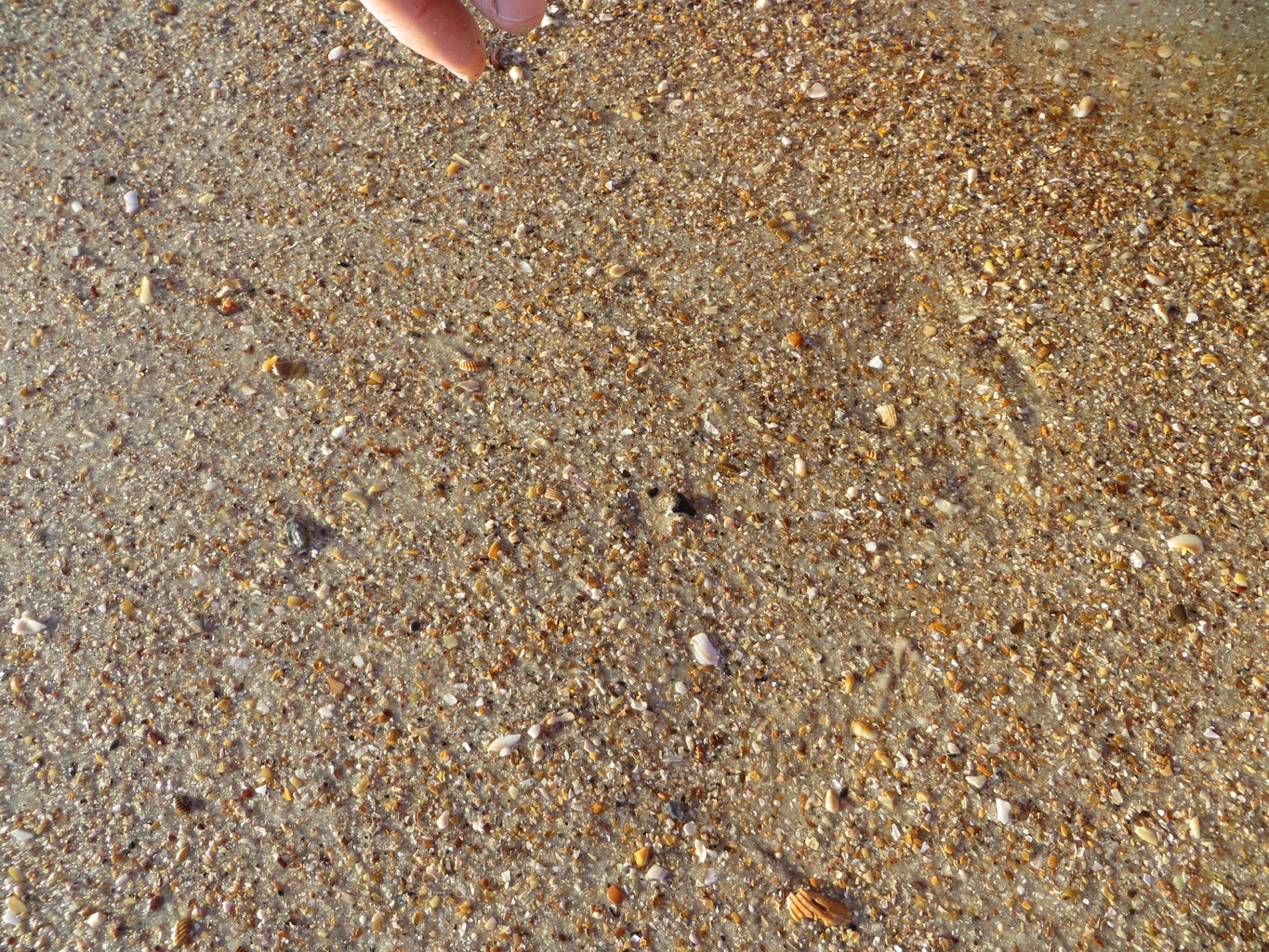 How to Find Shark Teeth : 10 Steps (with Pictures) - Instructables