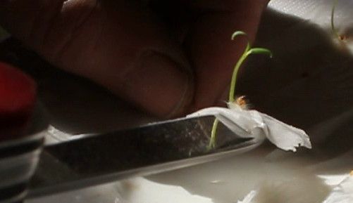 Transplanting Our Organic Goji Seedlings. Transplantation Gojis Bio. Transplante Gojis Orgánicos.