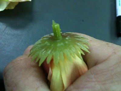 Flower Fun