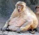 chunky-munky dude