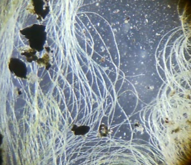 Using a Cheap Webcam to Convert an Optical Microscope Into a Digital Microscope.