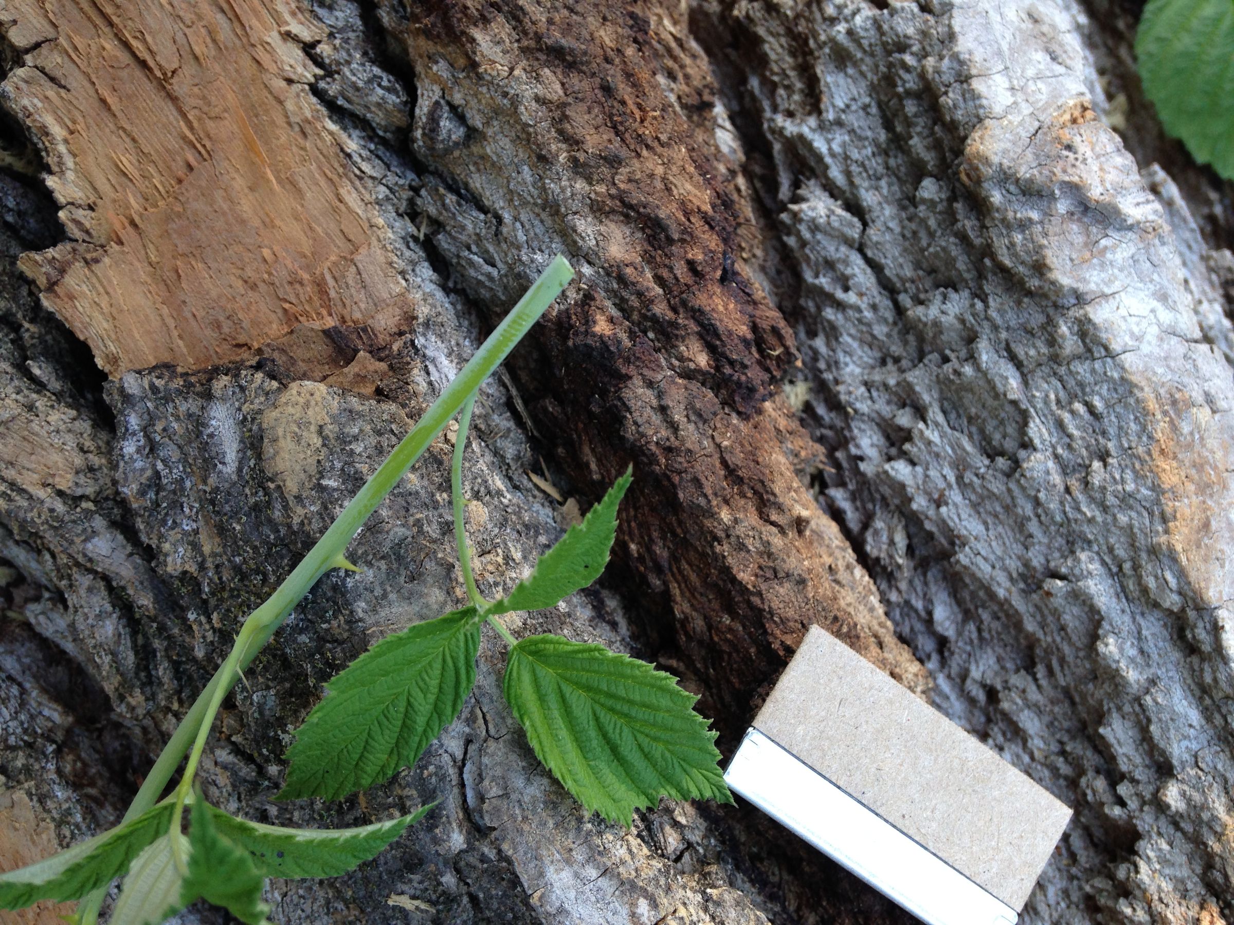 Rooting Cuttings in Florist Wet Foam 4 Steps (with Pictures