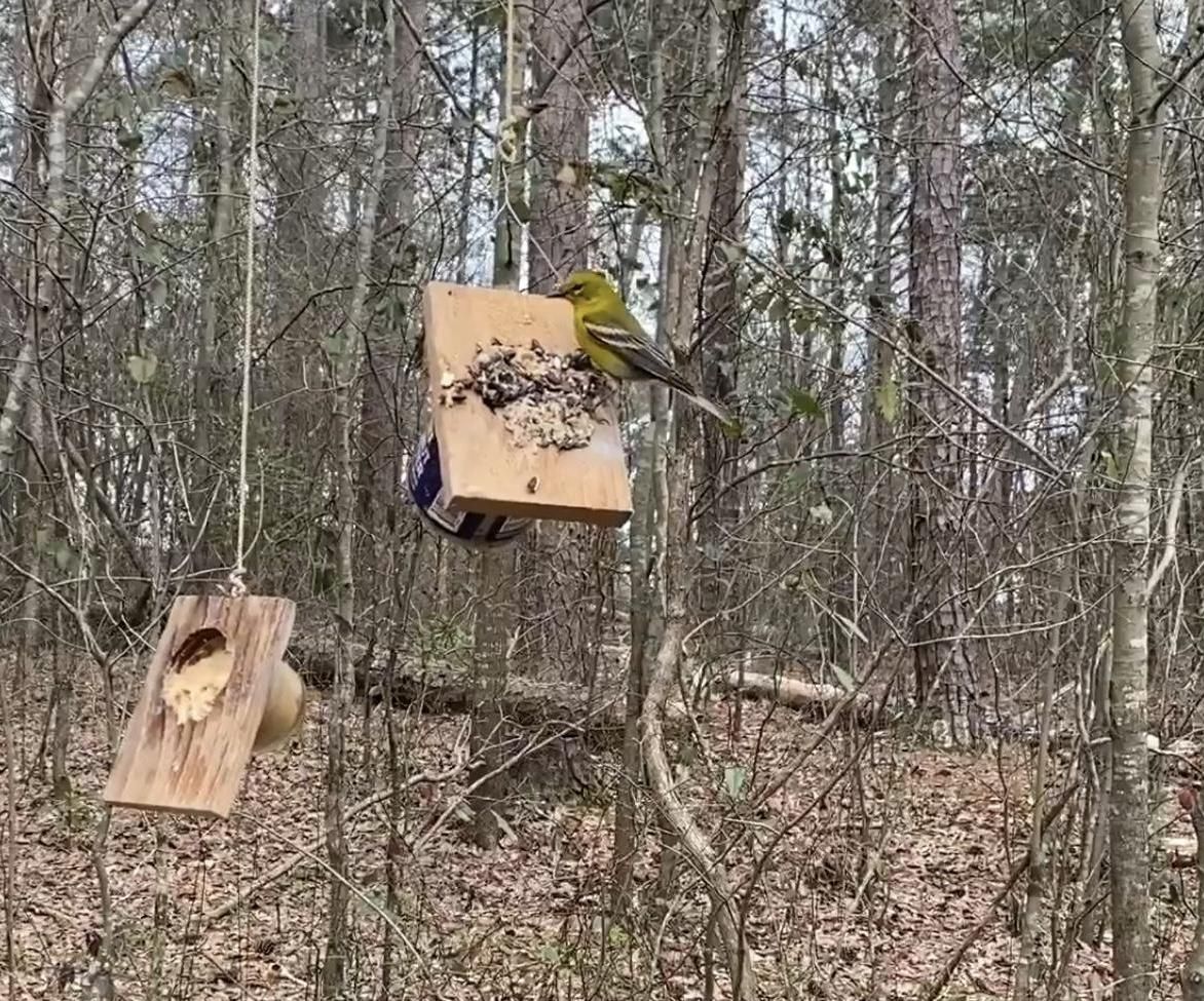 Dollar Store Peanut Butter Bird Feeder