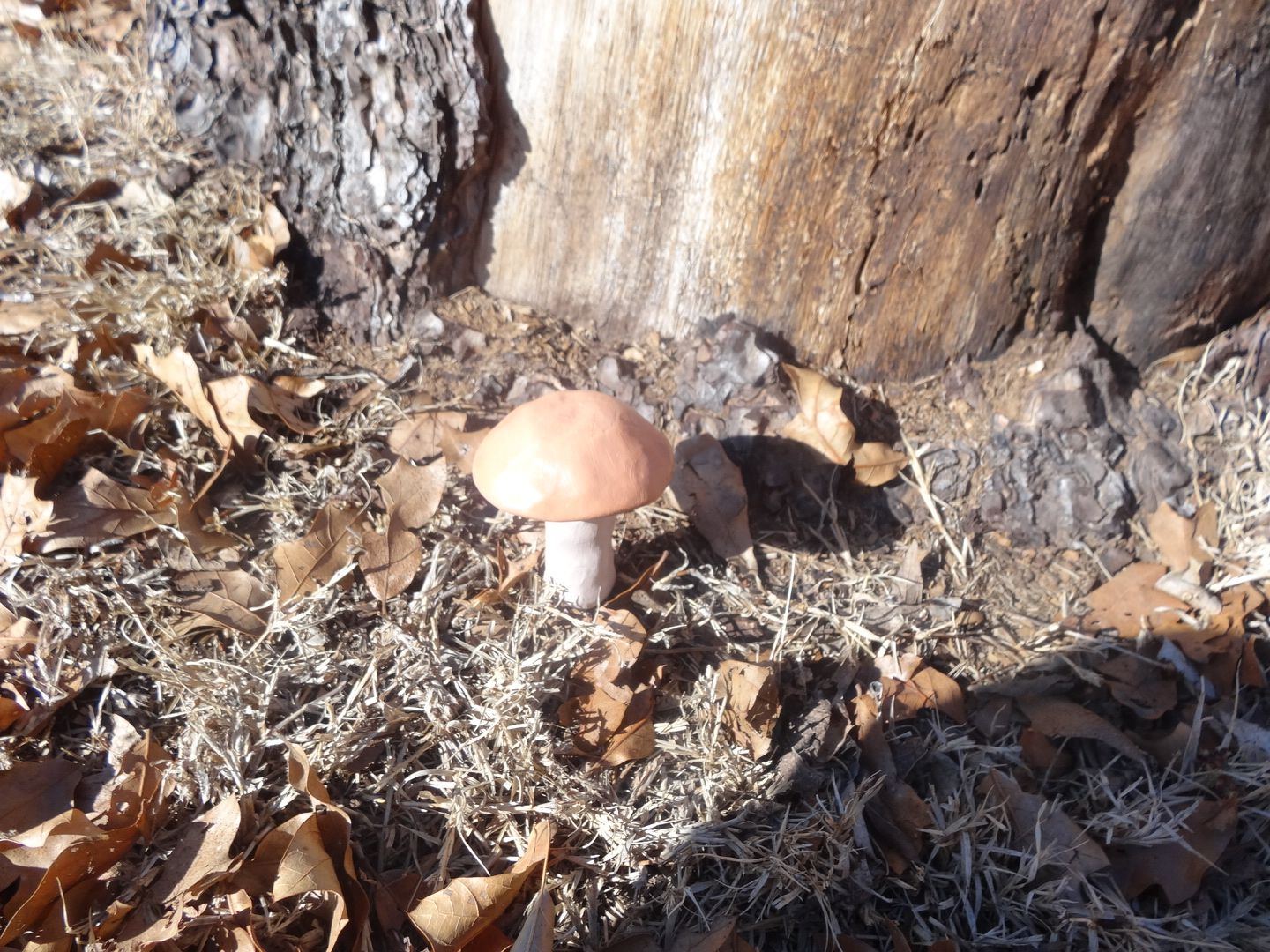 Geocache Mushroom