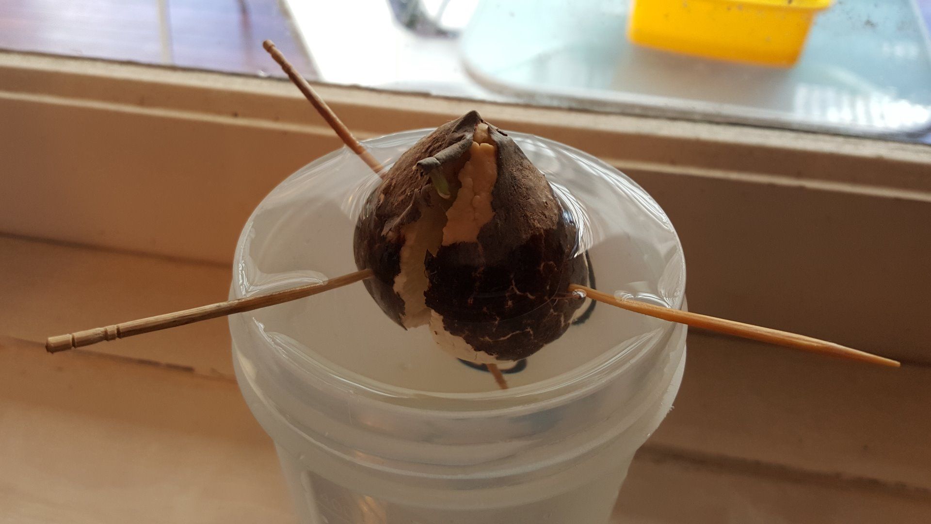 Sprout an Avocado From Seed : 4 Steps - Instructables