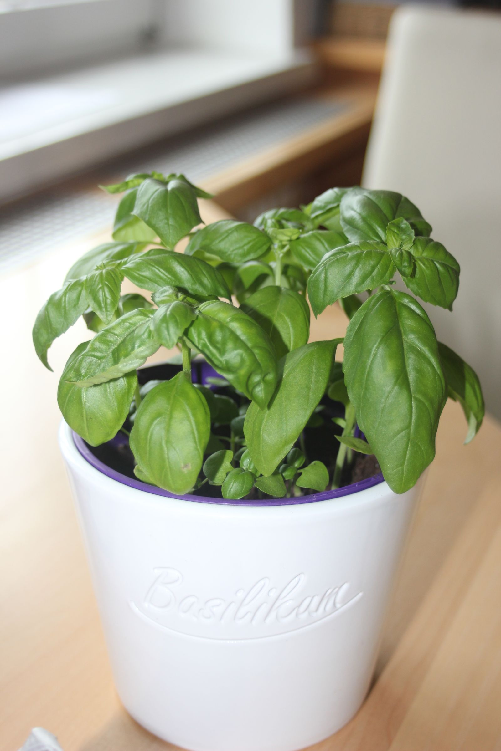 Grow Basil Indoors 3 Steps Instructables