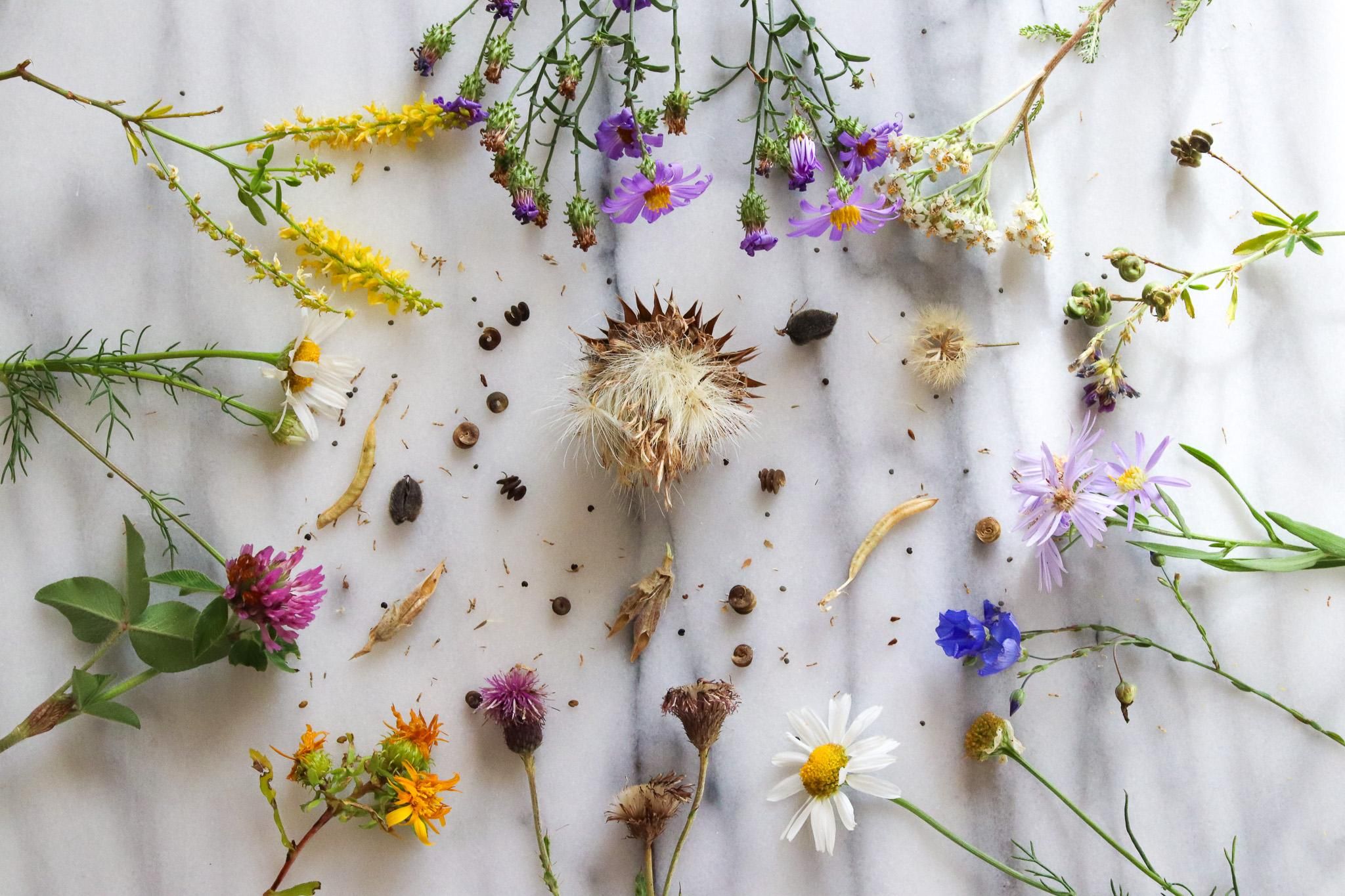 How to Gather Wildflower Seeds : 7 Steps (with Pictures) - Instructables