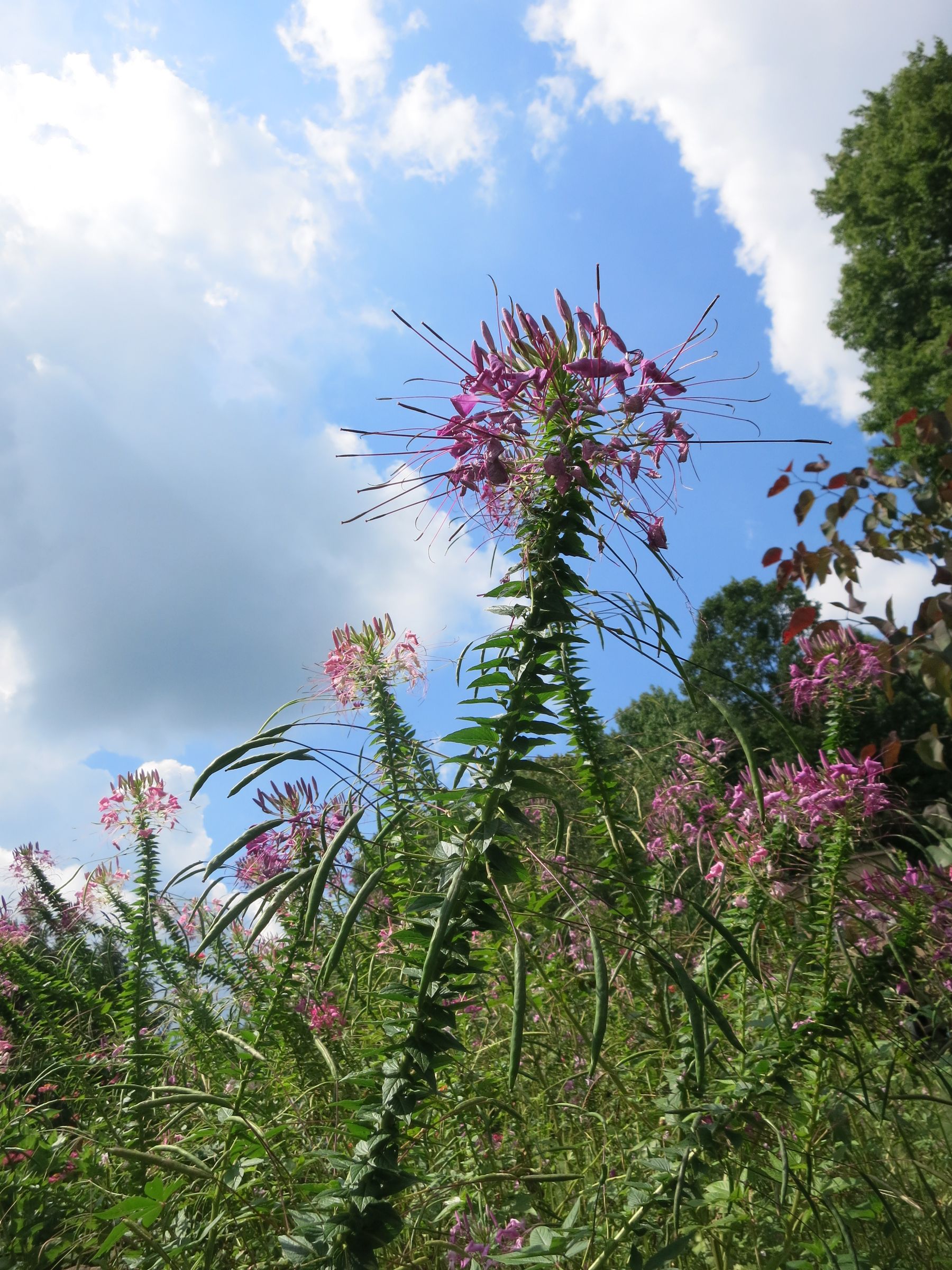 Harvesting Flower Seeds for Next Year's Gardens 3 Steps (with