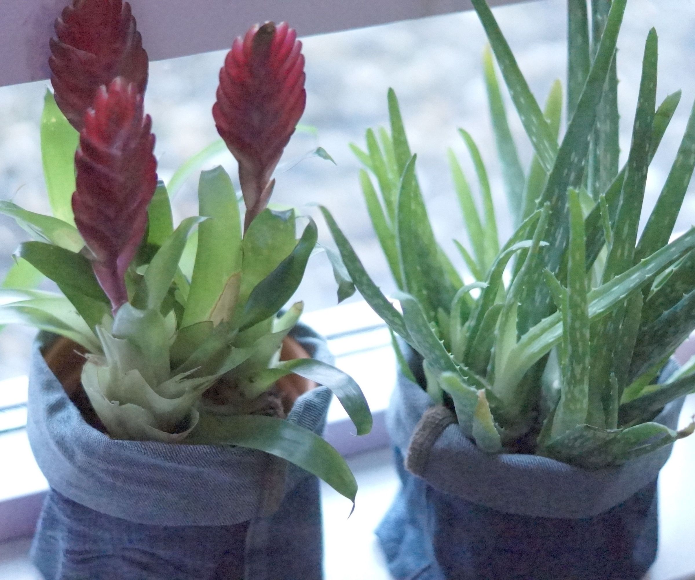 DIY jean planters - recycled