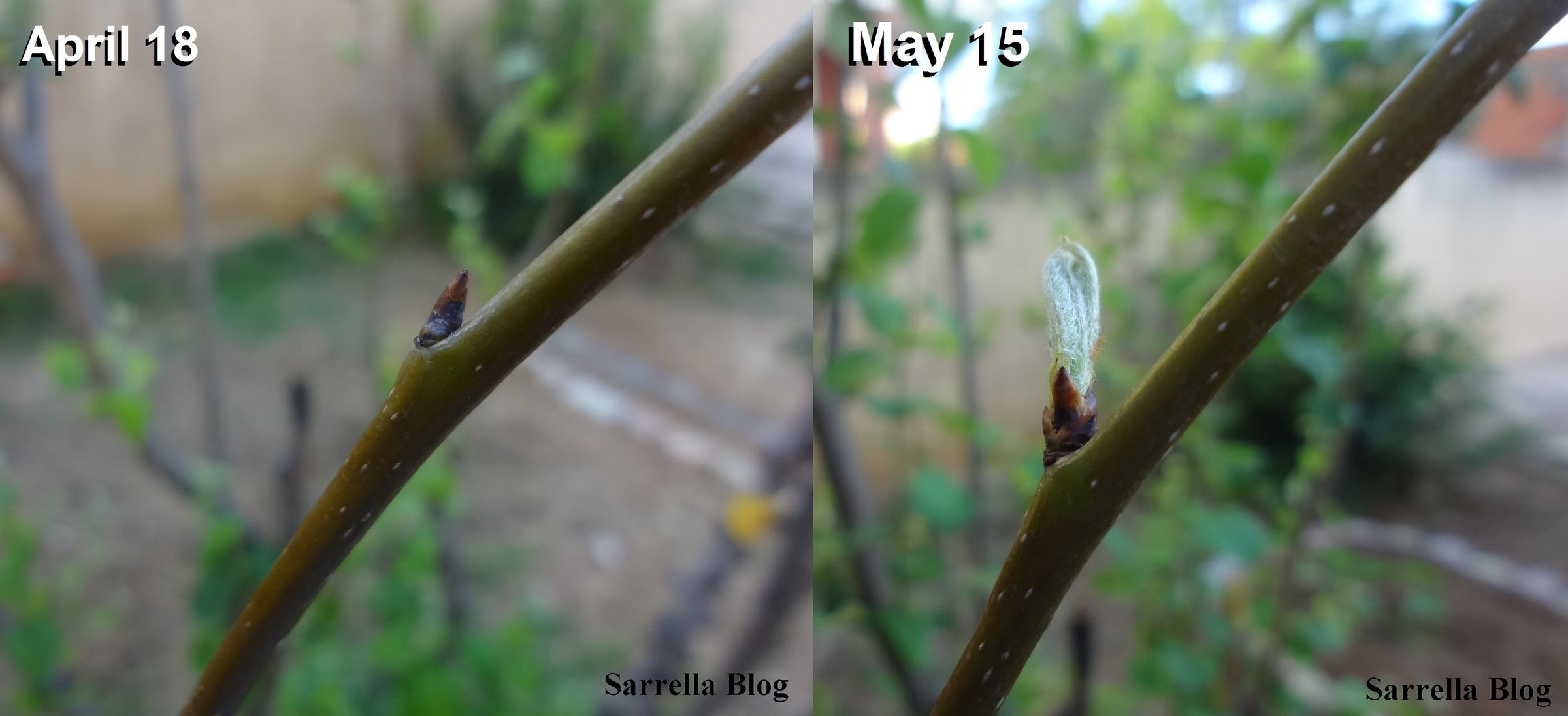 Grafting a Pear Scion to a Quince Tree 14 Steps (with Pictures