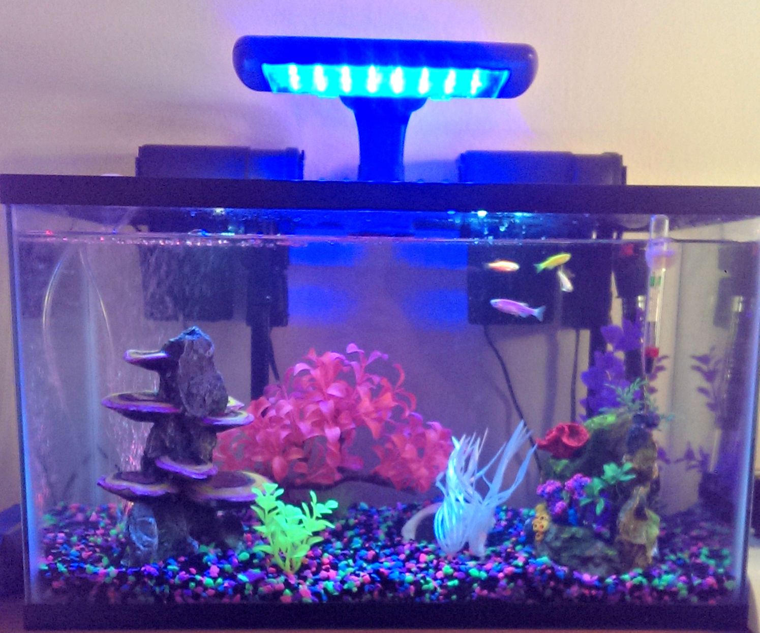 Setting Up a Fish Tank