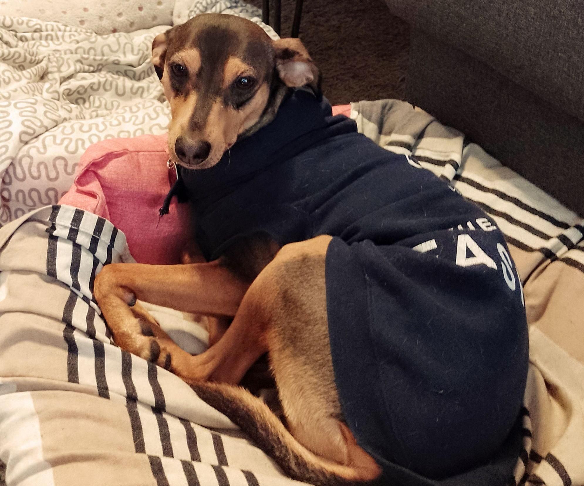 Dog Sweater Out of an Old Hoodie (with Pattern)