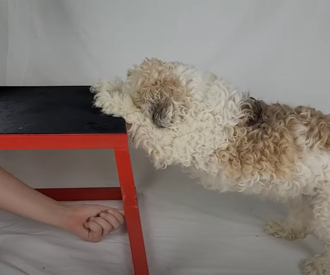 Dog Trick: How to Teach Your Dog to Say Their Prayers