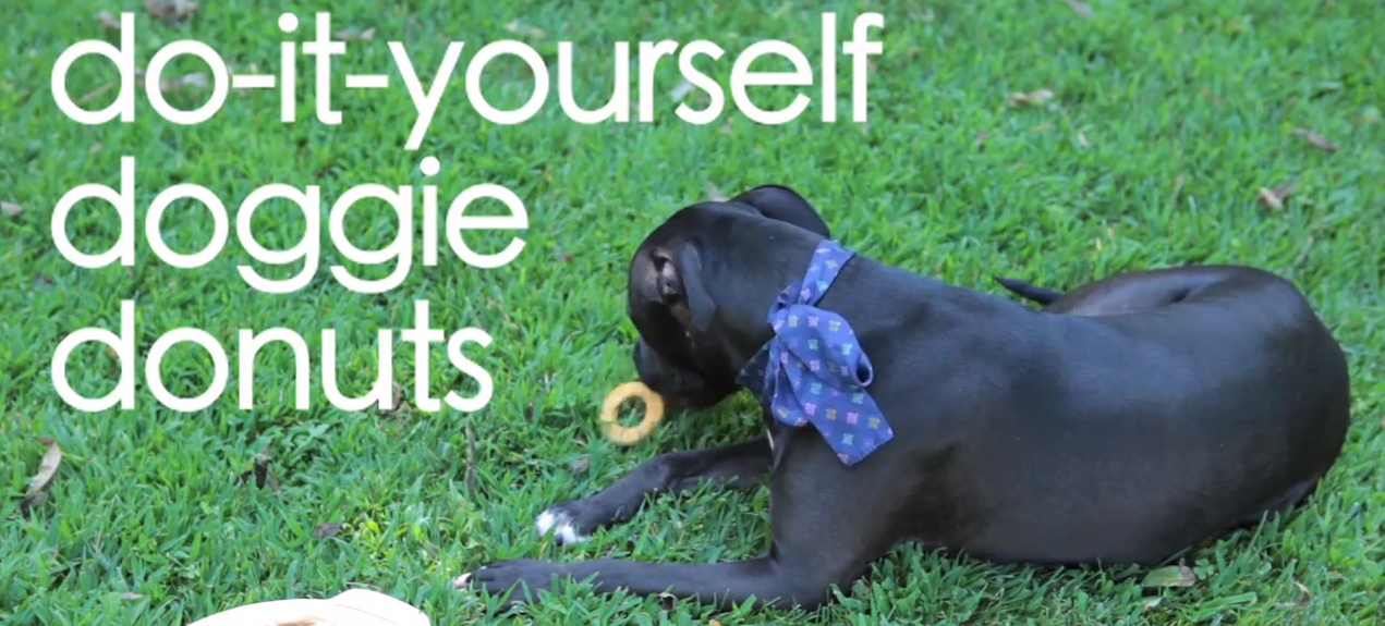 DIY: Dog Treats