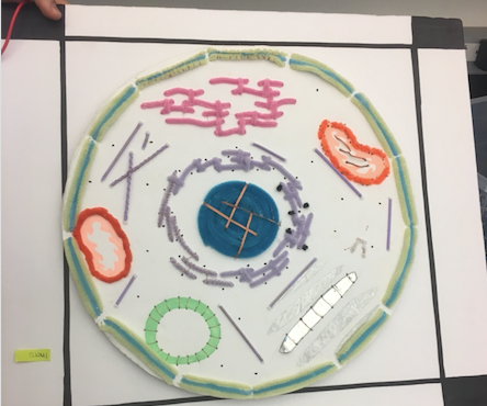 How to Make an Interactive Cell Model