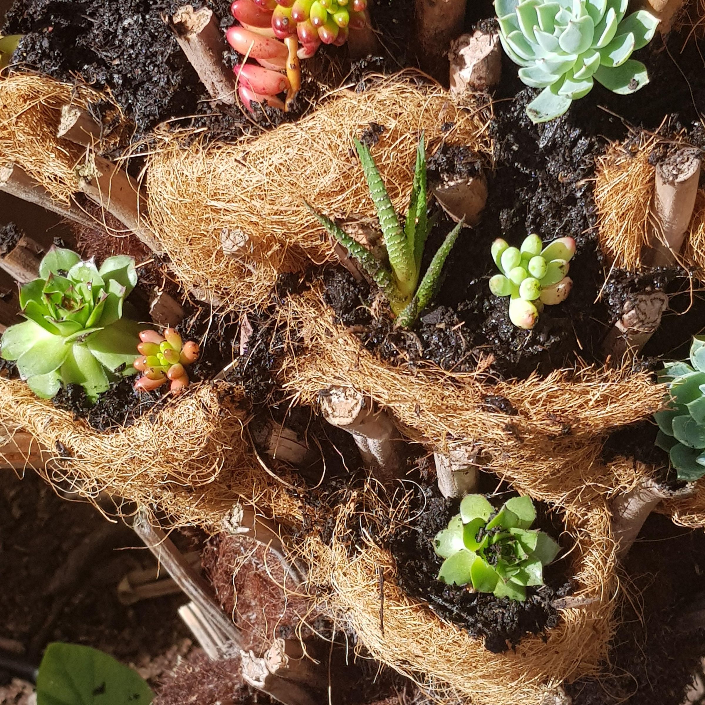 Tree Fern Planter 8 Steps (with Pictures) Instructables