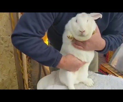 How to Palpate Your Rabbit