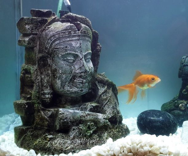 How to Clean a Small Fish Tank and Filter Using a Siphon