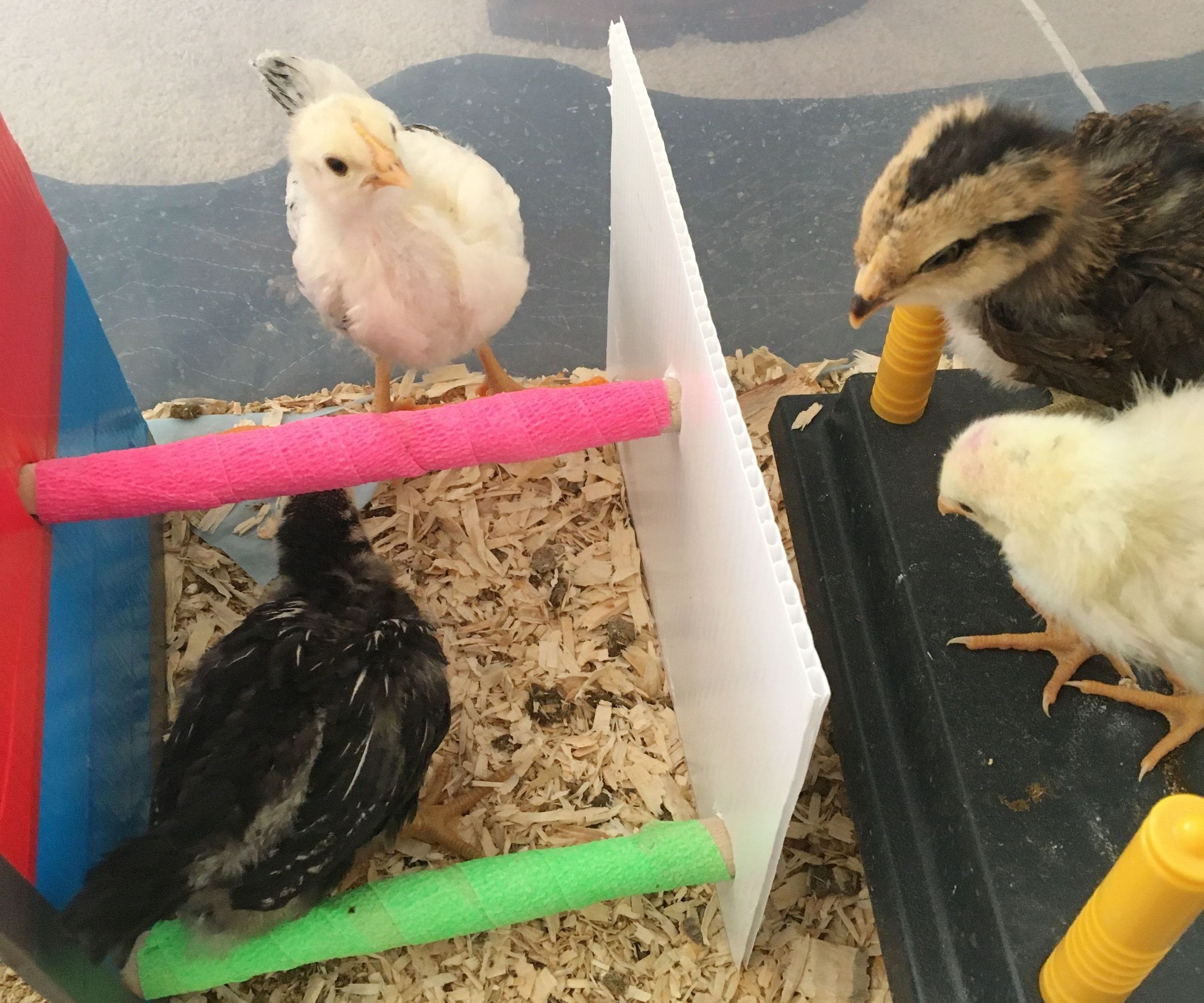 Corrugated Cardboard Training Roost