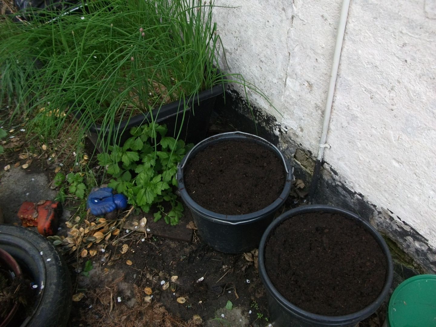 Growing Potatoes in Buckets 4 Steps (with Pictures) Instructables