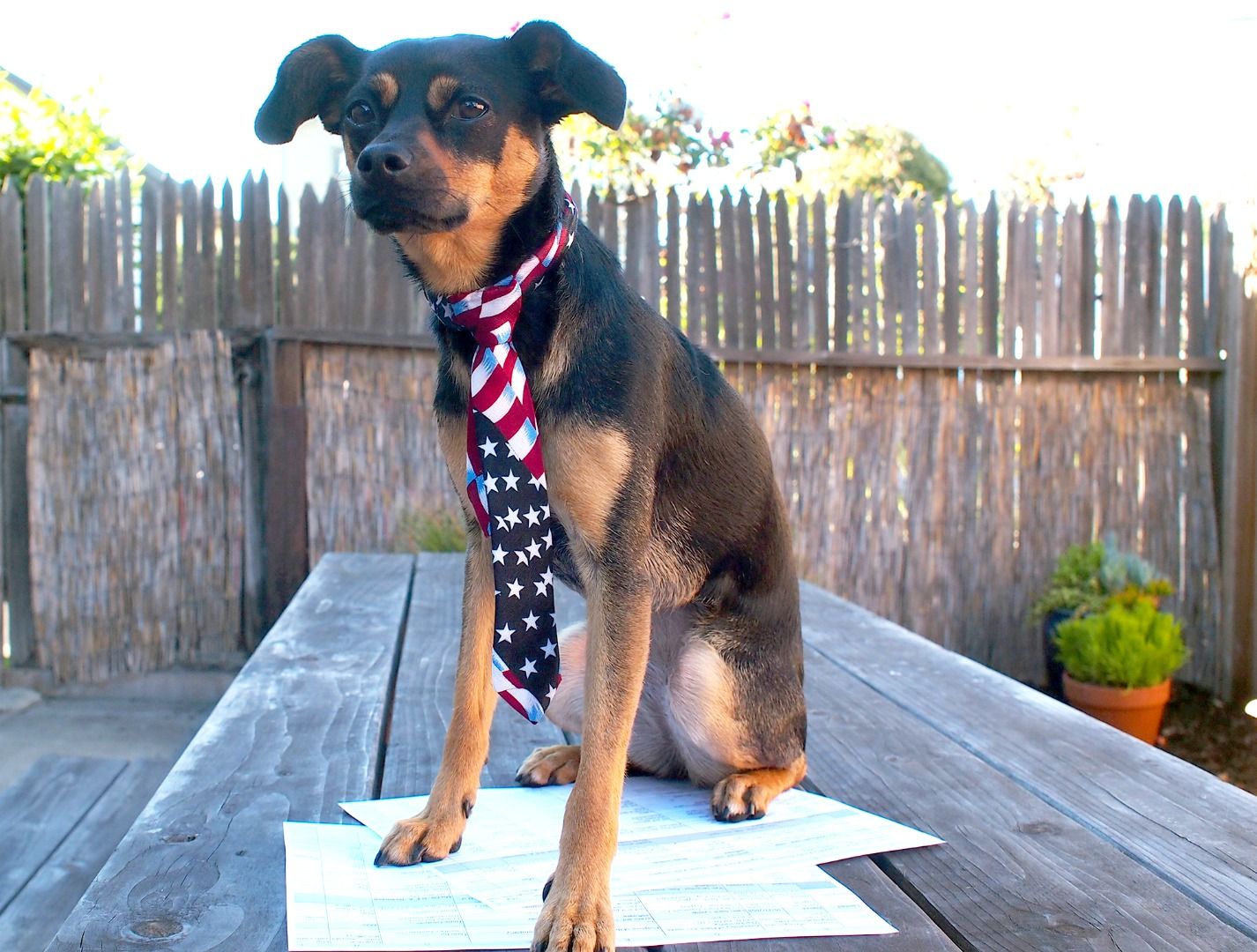 Dog Ties 10 Steps (with Pictures) Instructables