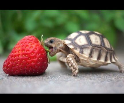 Python Program - How to Use Turtle Graphics Module to Make Letters