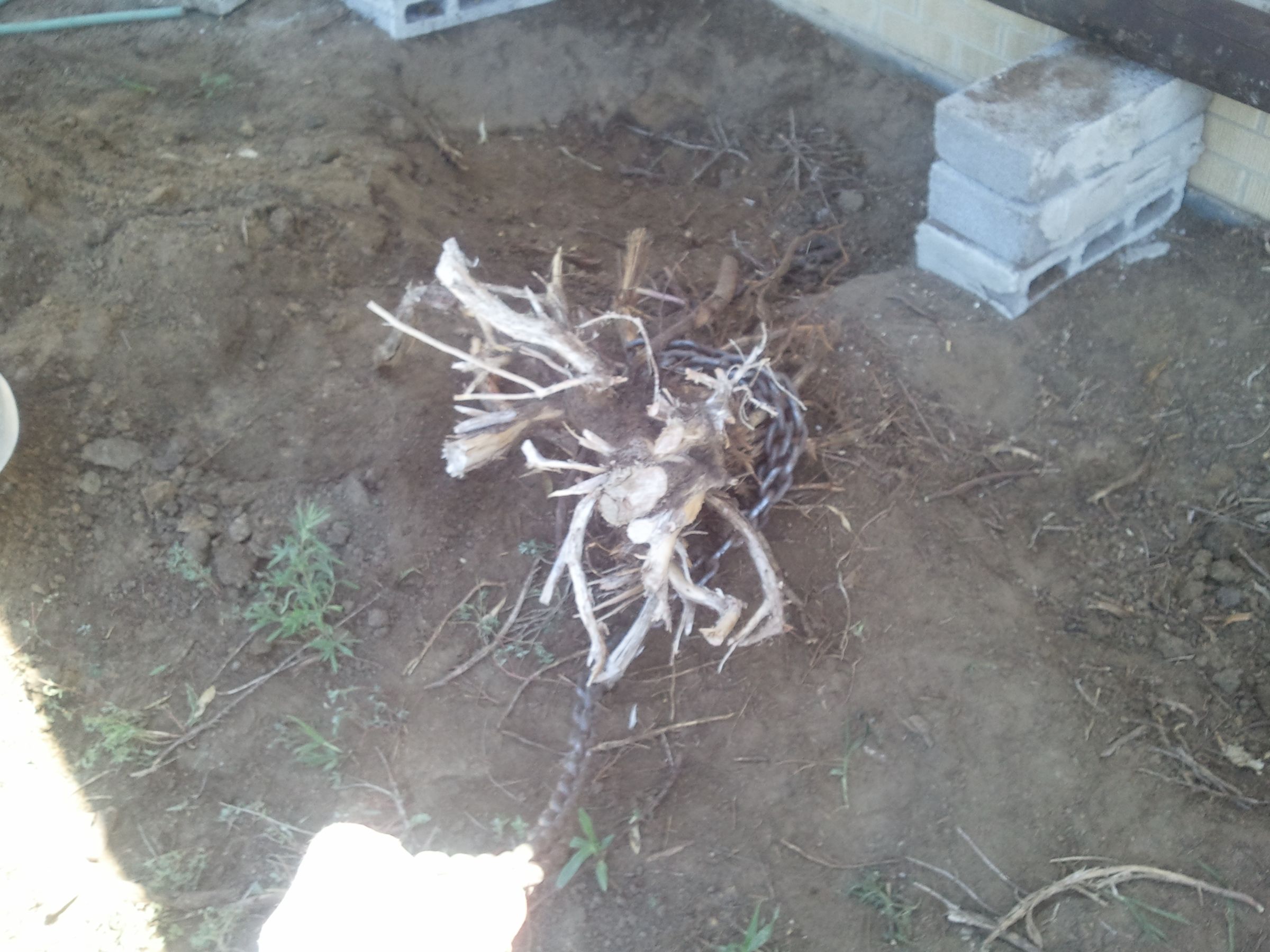 Juniper and Large Stump Removal Instructables