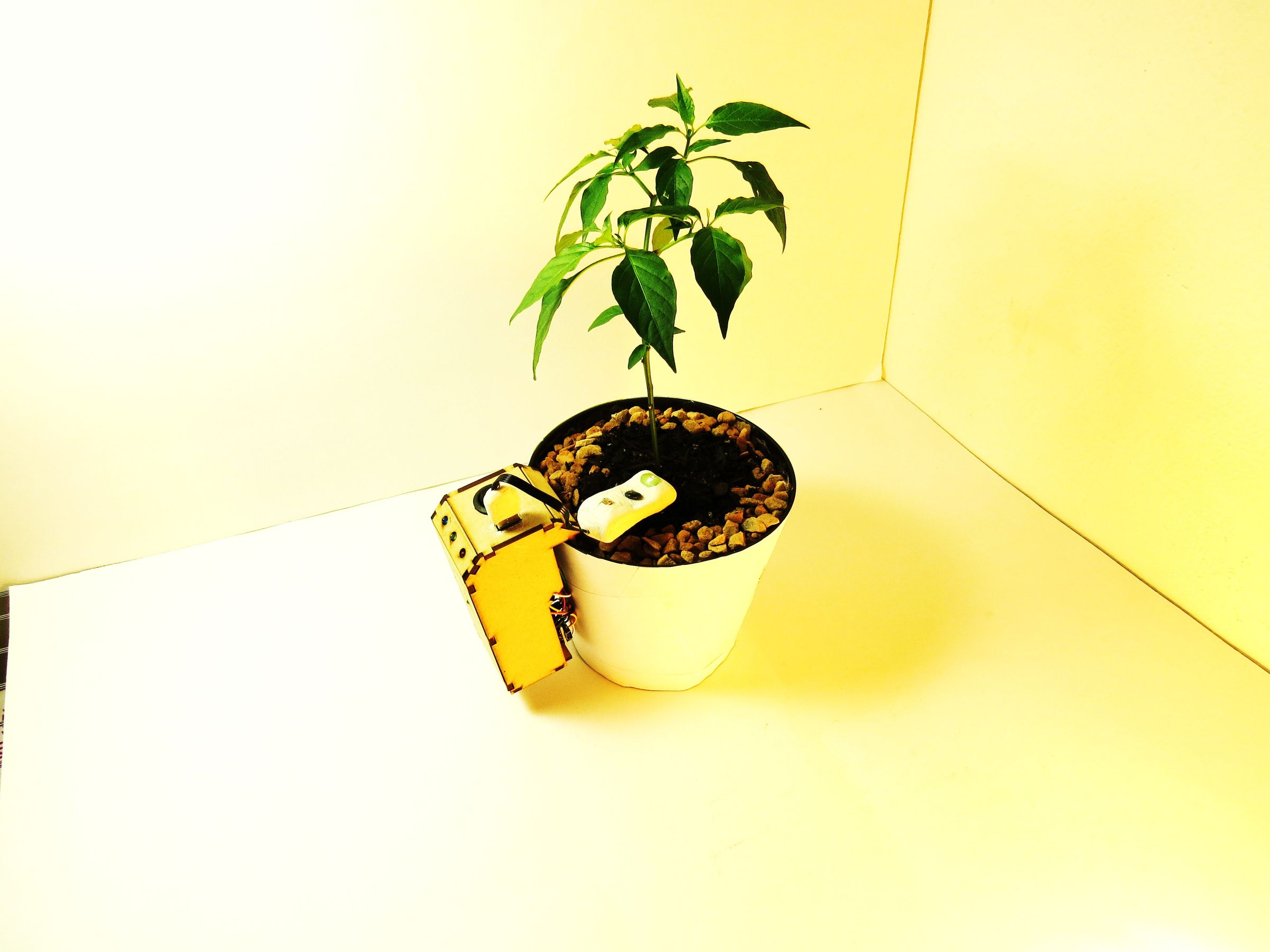 The Plant Doctor Basic 4 Steps Instructables