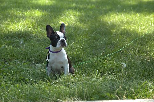 Puppy Waste Composter