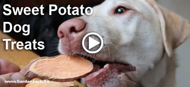 Sweet Potato Dog Treats - GardenFork.TV